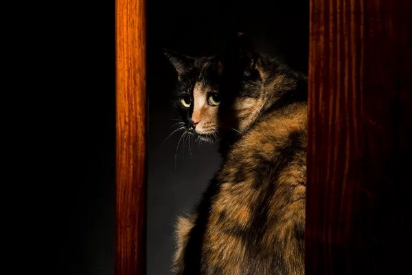 马未都以诗会友:黄花梨灯挂椅与观复猫擦出怎样的火花?