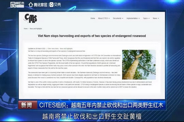 越南5年禁伐禁贸，大红酸枝、红酸枝或将无木可用