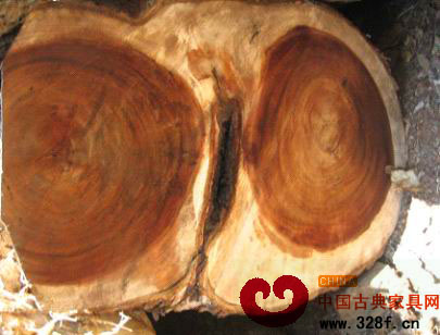 认识刺猬紫檀