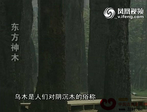 乌木：东方神木形成的过程