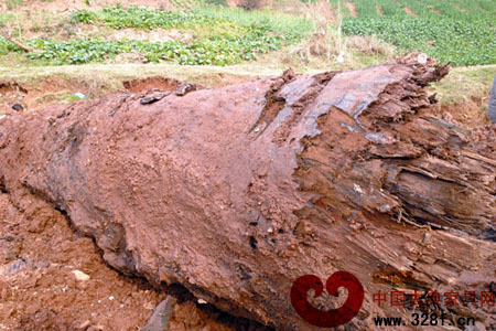 形成年限在3000到8000年之间的乌木现身四川广安