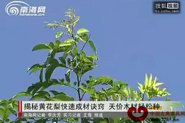 海南黄花梨种植方法（视频）