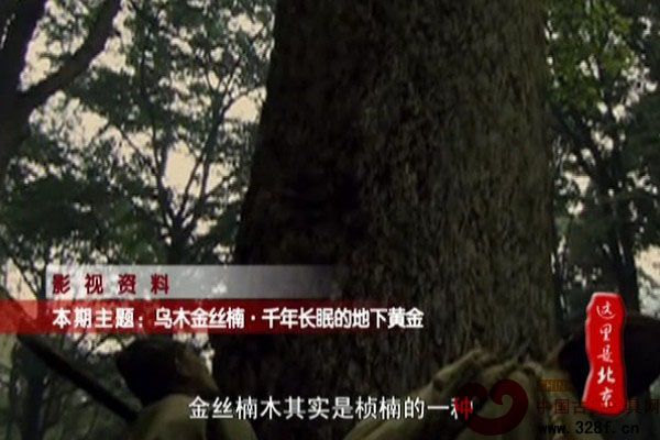 长眠地下的千年黄金——乌木金丝楠（视频）