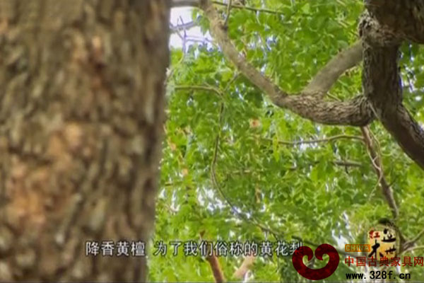 盛世红木（四）：识木（视频）