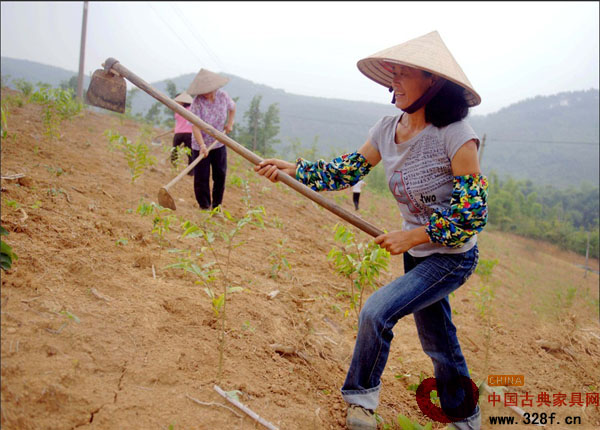 凭祥边民开垦荒山广植红木等名贵树种