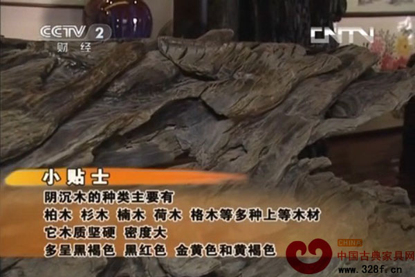 一寸乌木百两金（视频）