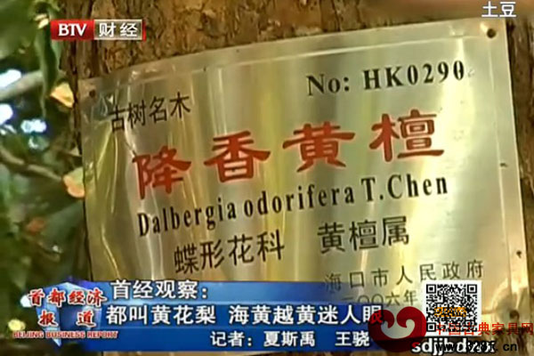 都叫黄花梨 海黄越黄迷人眼（视频）