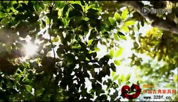 马达加斯加之红木殇