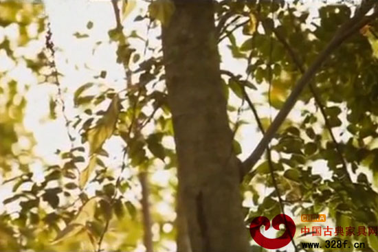 黄花梨狂如何化解市场与文化的矛盾（视频）