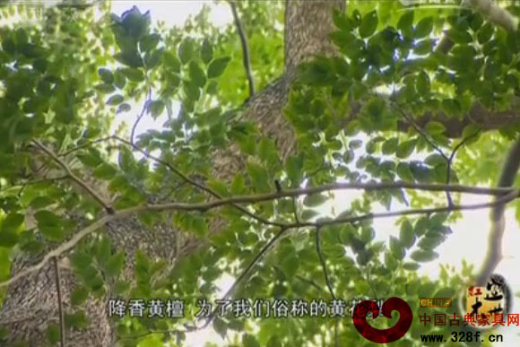 中国木文化中的红木文化（视频）