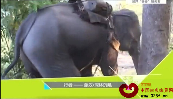 老挝“红木象奴”的悲惨命运