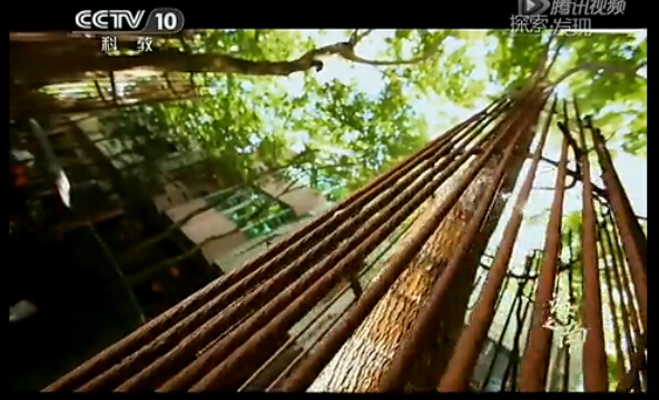 《海南之南》--花梨