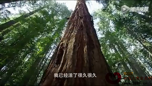 大自然在说话之《红木》