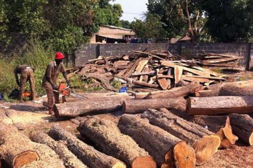 冈比亚解除禁令 刺猬紫檀迎转机 ？