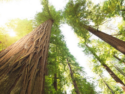 《红木》国标修订后能顺利实施吗？