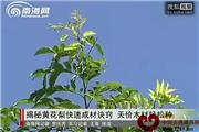 海南黄花梨种植方法（视频）