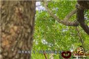 盛世红木（四）：识木（视频）