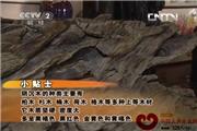 一寸乌木百两金（视频）