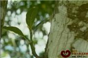 中国财富——海南黄花梨