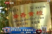 都叫黄花梨 海黄越黄迷人眼（视频）