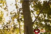 黄花梨狂如何化解市场与文化的矛盾（视频）