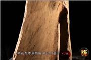 红木家具的功效解读（视频）