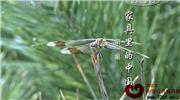 家具里的中国(一)