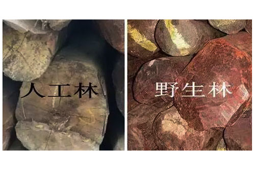 红木人工林能否替代野生林？