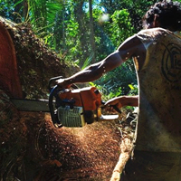 一周红木天下事：缅甸不再向任何组织发放木材砍伐牌照 | 第53期