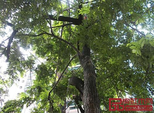 大多数红木树种成材时间长 大多数红木树种成材时间长