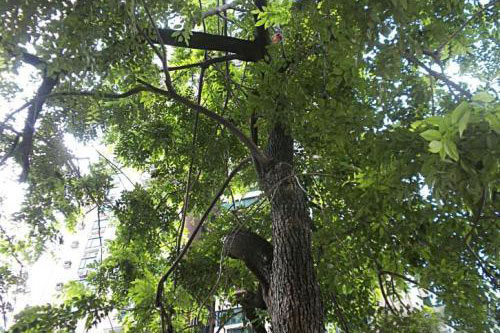 人工种植红木在印度、缅甸等国已开始