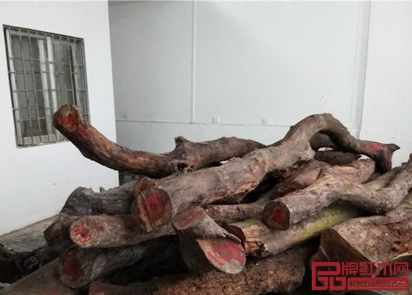 被砍下的海南黄花梨树 被砍下的海南黄花梨树