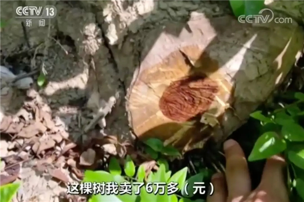 一周红木天下事：未成材黄花梨被偷伐，记者举报被林业站怼|第87期