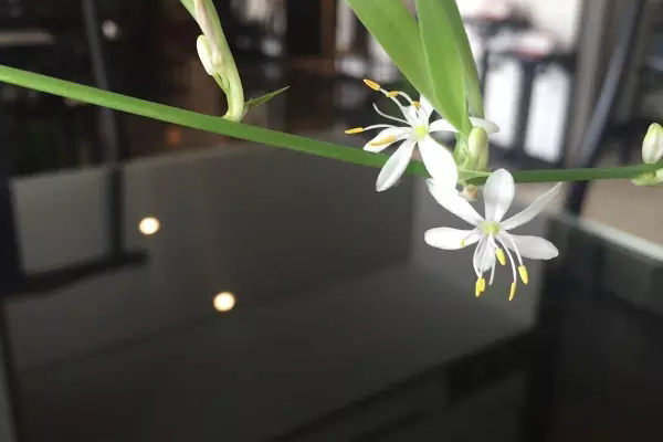 紫光檀的美是低调的，深沉的