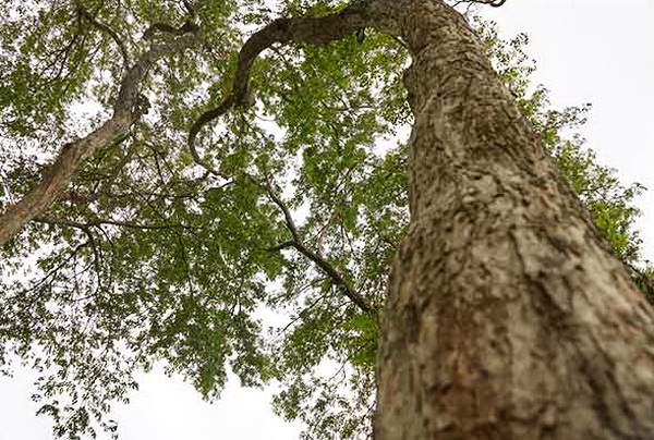 红木家具的健康养生秘密，就在这些精选文章