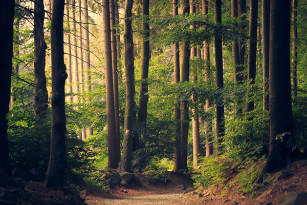 一周红木天下事：原料价格暴涨，家具行业预估提价30%|第150期