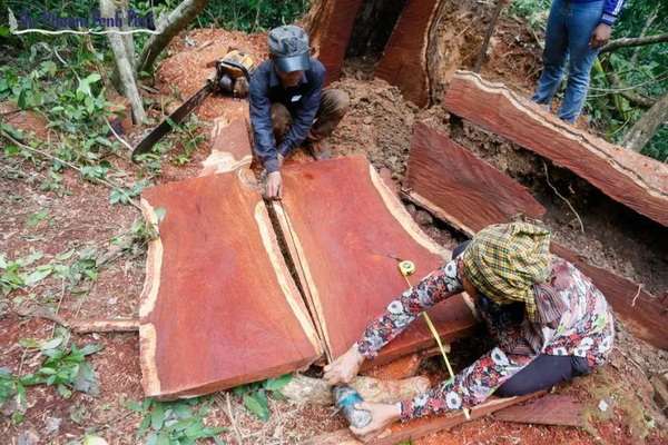 一周红木天下事：越南禁止砍伐和出口两种珍稀红木|第202期