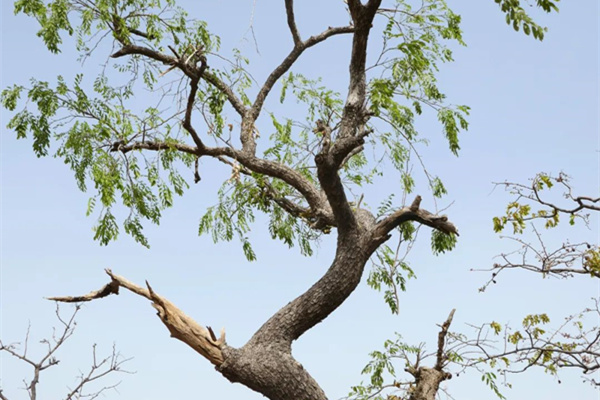 一周红木天下事：又一红木叫停贸易，或将引发大规模涨价潮！|第203期