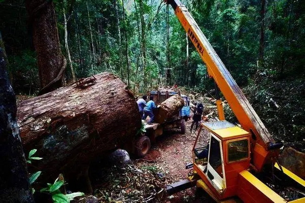 美媒：专家认为中国思维或将重塑红木资源