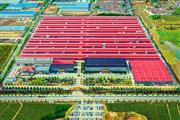巧夺天工红木：坚持高质量发展，大国品牌成色更足