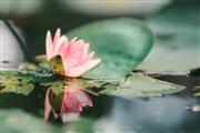 京熹国潮家居：“荷”的美称知多少？