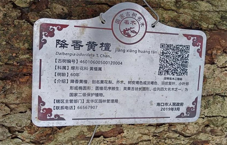海口“花梨王”倒下，引发黄花梨家具的关注